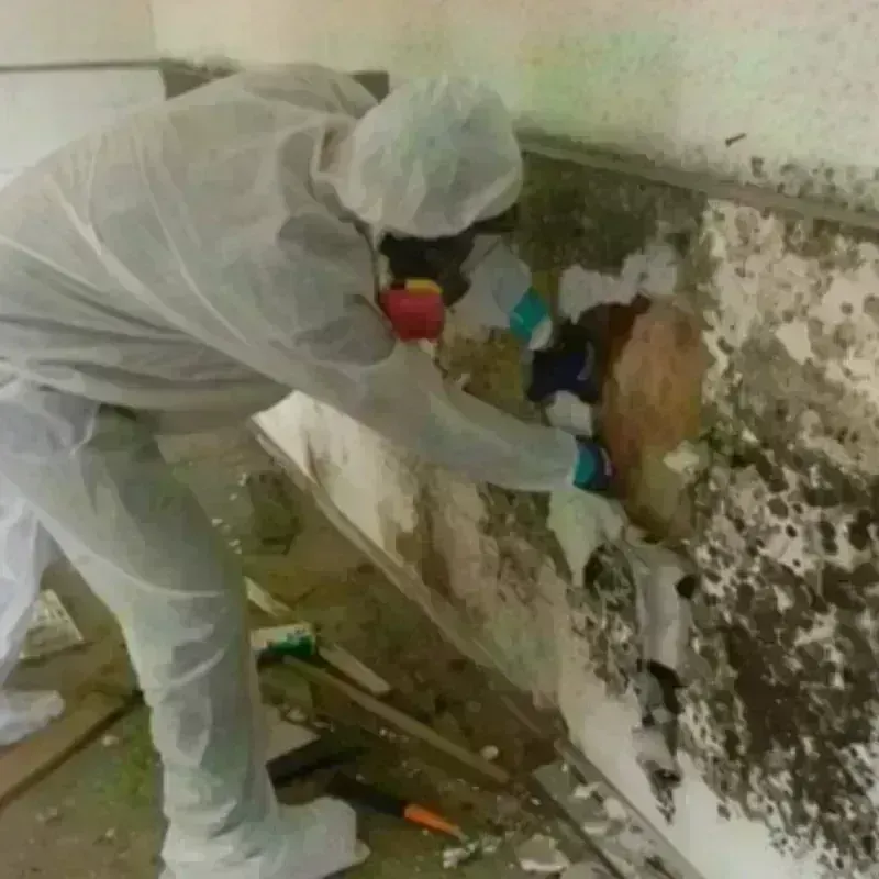 Mold Remediation and Removal in Haslett, MI